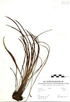 藏品(書帶蕨)的圖片